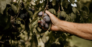 Italian Plums | Kingsville