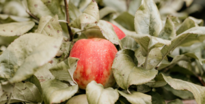 Honey Crisp | Kingsville