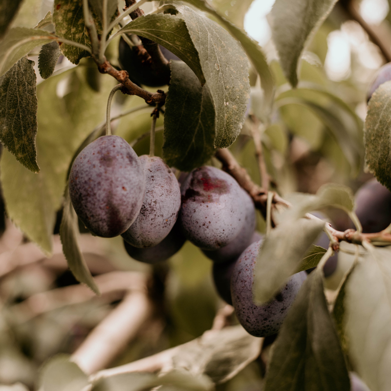 Italian Plums | Kingsville