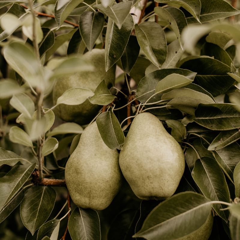 Bartlett Pears | Kingsville